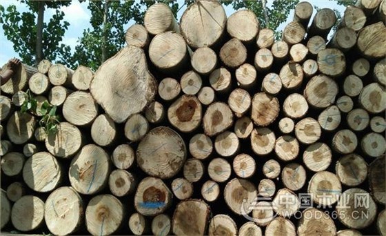 木材百科|杨木的特点及用途