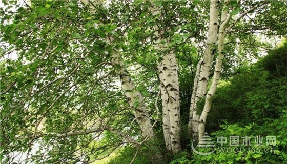 木业百科|桦木和松木的区别