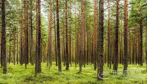 木业百科|桦木和松木的区别
